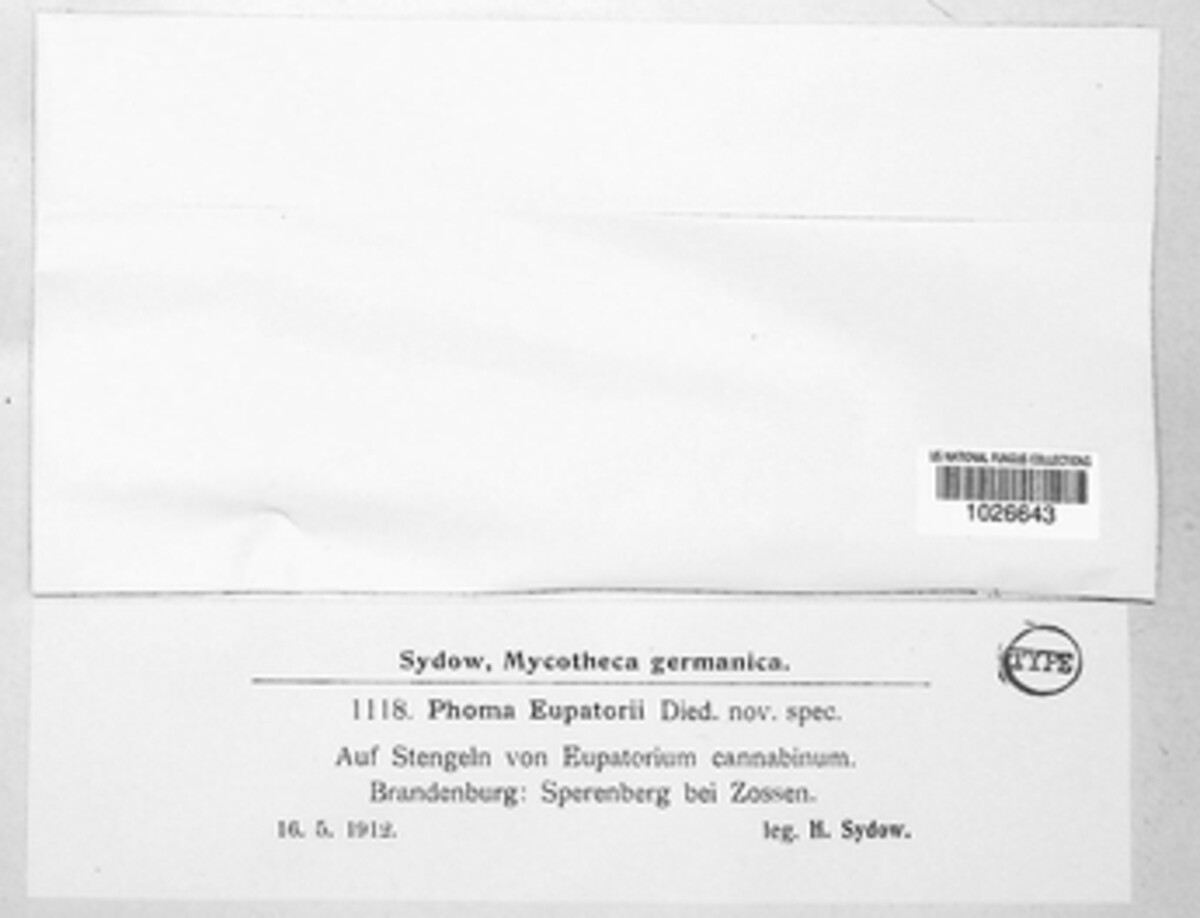 Chaetasbolisia eupatorii image